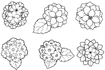 Hydrangea line art illustration Design Concepts