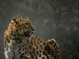 Adult Amur leopard  Panthera pardus orientalis.