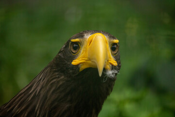 Head of steller's sea eagle