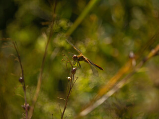 Dragonfly closeup silhouette dragonfly on the grass