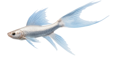 Majestic lionfish with vibrant fins, perfect for marine and aquatic-themed projects.