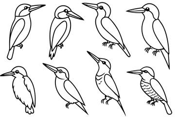 Kingfisher bird line art illustration