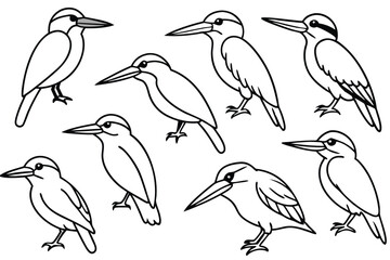 Kingfisher bird line art illustration
