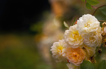 Farben den Natur, im Park Rosen 