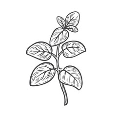 Marjoram line drawing