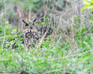 Indian Eagle Owl