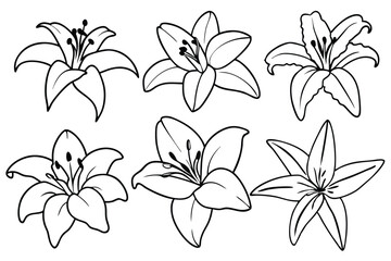 Lily line art illustration Design Concepts