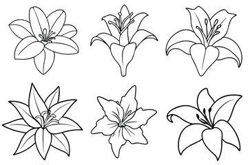 Lily line art illustration Design Concepts