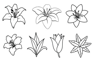 Obraz premium Lily line art illustration Design Concepts