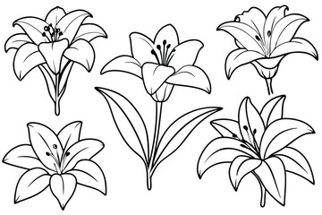 Lily line art illustration Design Concepts