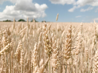 Ears of Wheat. Wheat field. Field image. Bread. Summer. Landscape. Sky. Sunshine. Harvest. Golden stalks. Blue sky. Farming. Agriculture. Nature. Countryside. Abundance. Horizon. Growth. Beauty. 