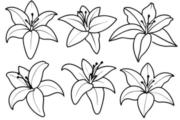 Lily line art illustration Design Concepts