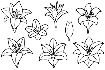 Lily line art illustration Design Concepts