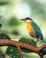 A Indian Pitta
