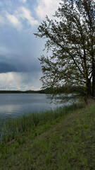 trees on the lake