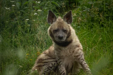 Fotobehang Hyena Striped hyena (Hyaena hyaena) on green grass  © Dead Tree World
