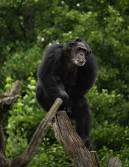 Chimpanzee Relaxing on a Tree Branch