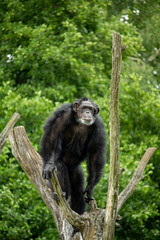 Chimpanzee watching around on a Tree Branch