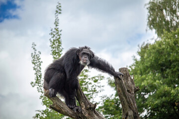 Chimpanzee watching around on a Tree Branch