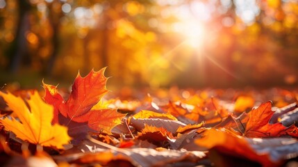 Close-up of colorful autumn leaves on the ground with sun shining through.