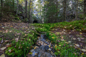 Forest in Sweden with abandoned houses of a mine. Birch, pine forest in sunshine in summer. Landscape shot in nature near Amal Sweden