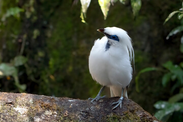 Balinese starling perched on  a tree branch