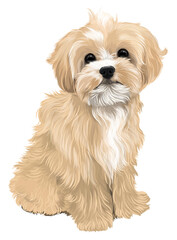 Multipoo cute puppy cartoon drawing dog drawing funny post dog lover