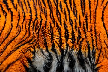 Fototapeta premium luxurious background pattern, Siberian tiger fur, soft, flowing, rich orange, bold black stripes, white stripes, muted backdrop, texturedCreative natural print for fabric, wallpaper, rug or background