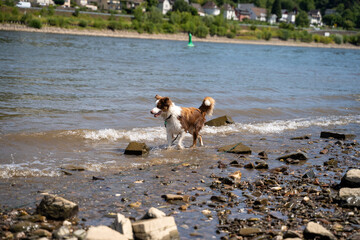 Australian Shepherd in River with Toy