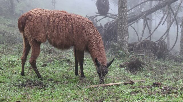 Lhamas marrons comendo plantas, cercadas por vegeta&ccedil;&atilde;o e nuvens
