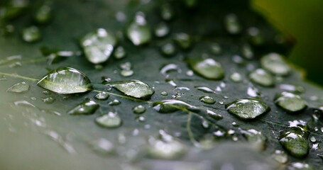 Water drops on a leaf after rainfall