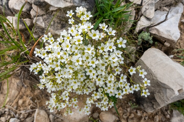 Saxifraga paniculata, alpine saxifrage flower blossoms on a alpine rock structure