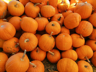 Pile of big orange pumpkins. Lots of pumpkins, autumn harvest market sale.