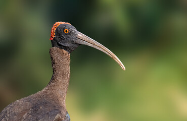 Introducing the stunning Red-naped Ibis! With its striking black and white plumage and bright red neck and head, this bird is sure to catch your eye.