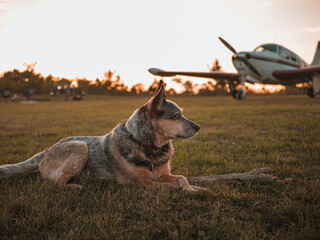 Dog and Airplane