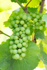 Grapes for riesling wine growing on the vine, vineyard in Trier, Moselle Valley in Germany, landscape and agriculture in rhineland palatine 