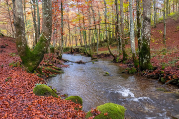 Bosque de hayedos otoñal, con un rio cruzando, en plena naturaleza