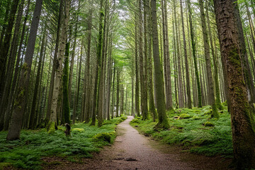 Obraz premium Bosque floreciente verde, con camino rural, en plena naturaleza