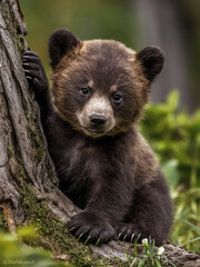 Fototapeta premium Portrait of a cute baby bear in its natural habitat