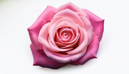 Fototapeta premium closeup top view of pink rose timeless symbol of love and affection vibrant color and detailed beautiful blooming blossom isolated on white background selective focus and in vertical o