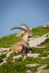 Fototapeta premium Capricorn high in the mountains resting in a meadow