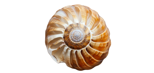 Close-up of a beautiful nautilus shell with intricate patterns and a natural spiral design, showcasing nature's artistry in marine life.