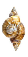 Close-up of a brown spiral seashell with intricate patterns, isolated on a white background.