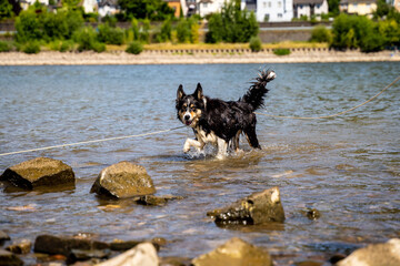 Wet Border Collie Playing in River