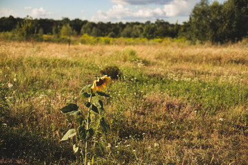One Large sunflower grows among the grass field