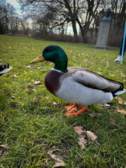 duck on the grass