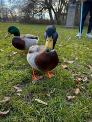 duck in the park
