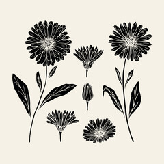 Flat vector calendula flowers collection