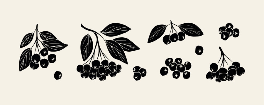 Flat vector chokeberry branches collection
