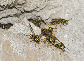 Group of wasps on a wall. In Romania